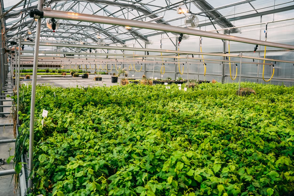 Baby hops in the Yakima Chief Ranches Greenhouse
