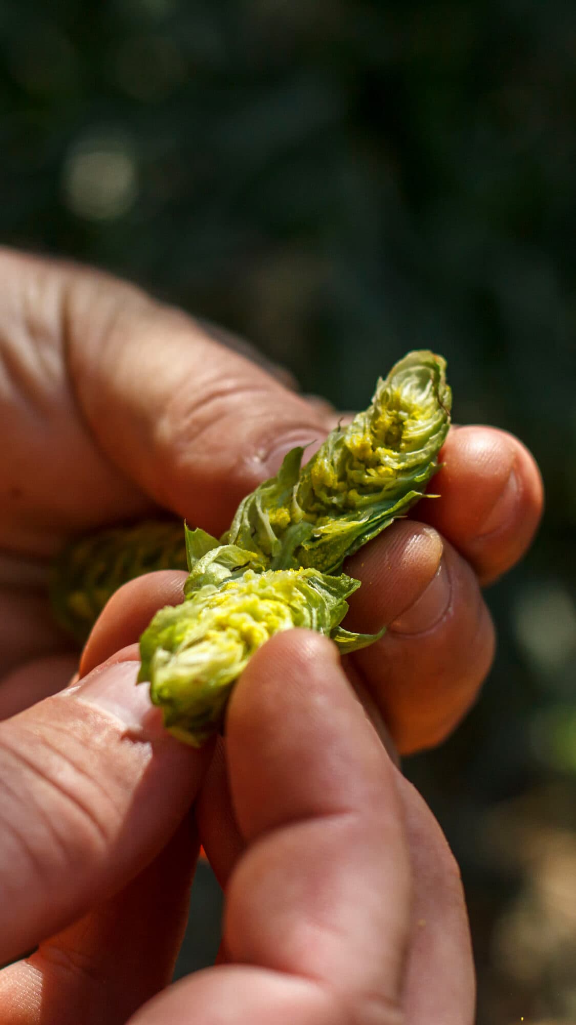 Image of a hands breaking open a single hop cone