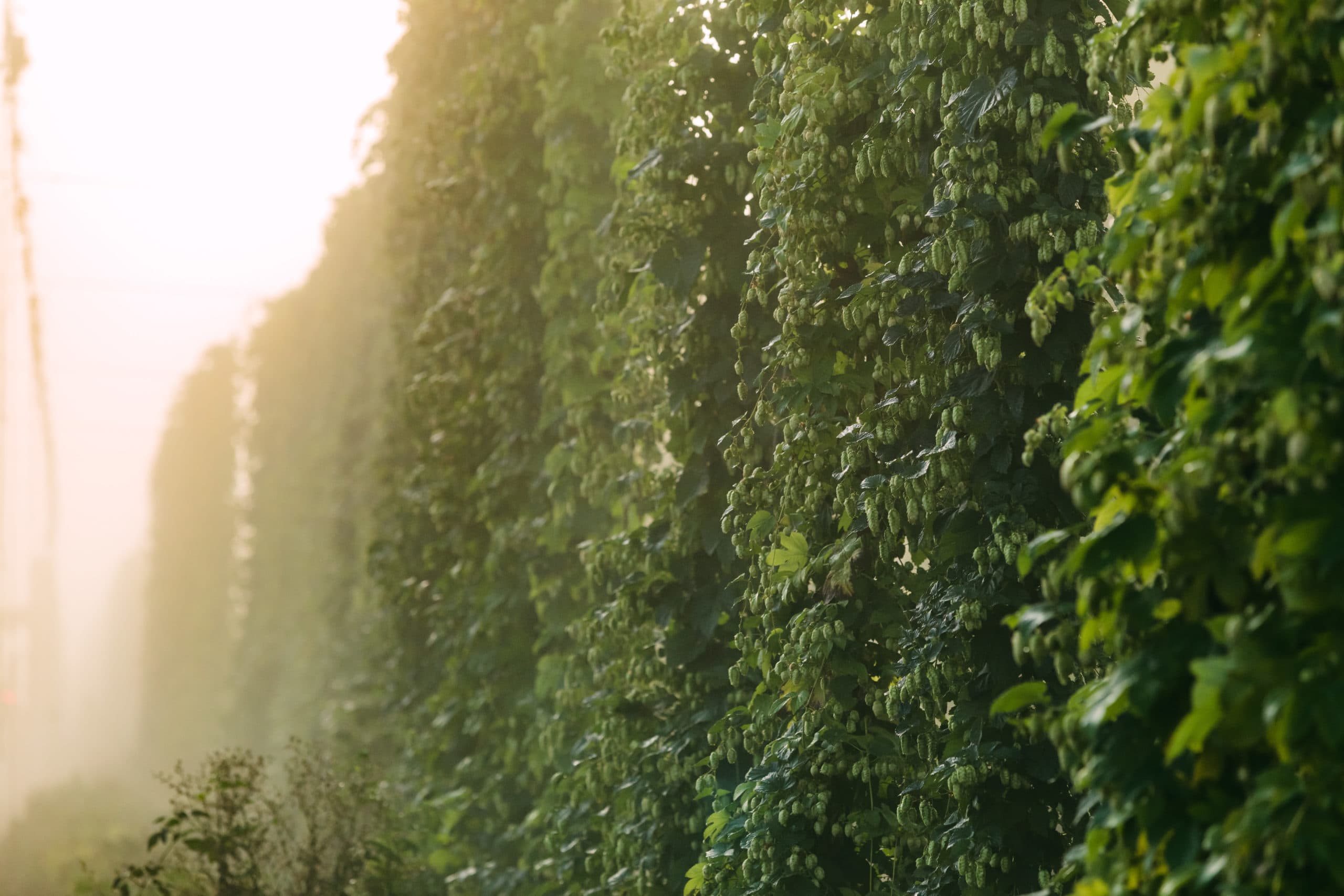wysiwyg/hazy-hop-field-2-scaled.jpg