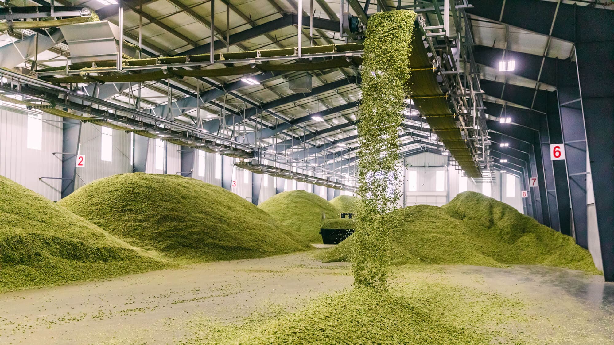 Image of hop cones cascading into piles in a baling room
