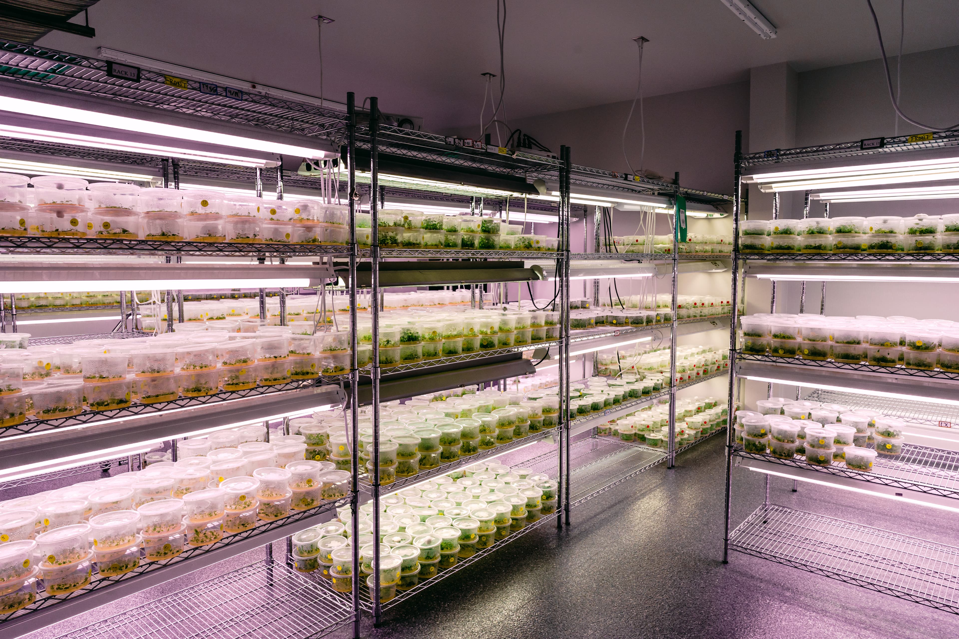 Shelves of propagation trials in containers in lab environment