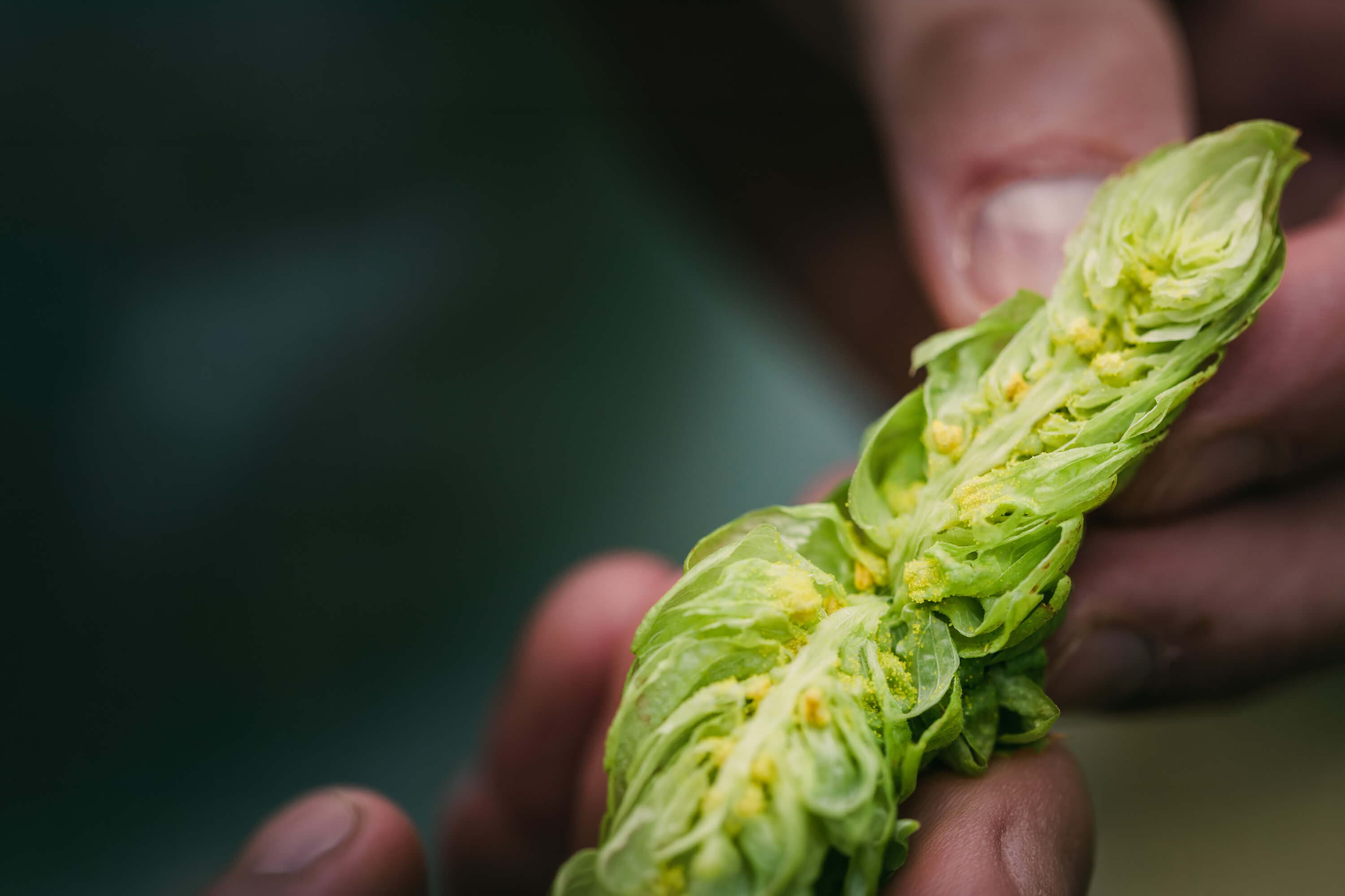 Fingers holding a green hop cone split open to display lupulin glands