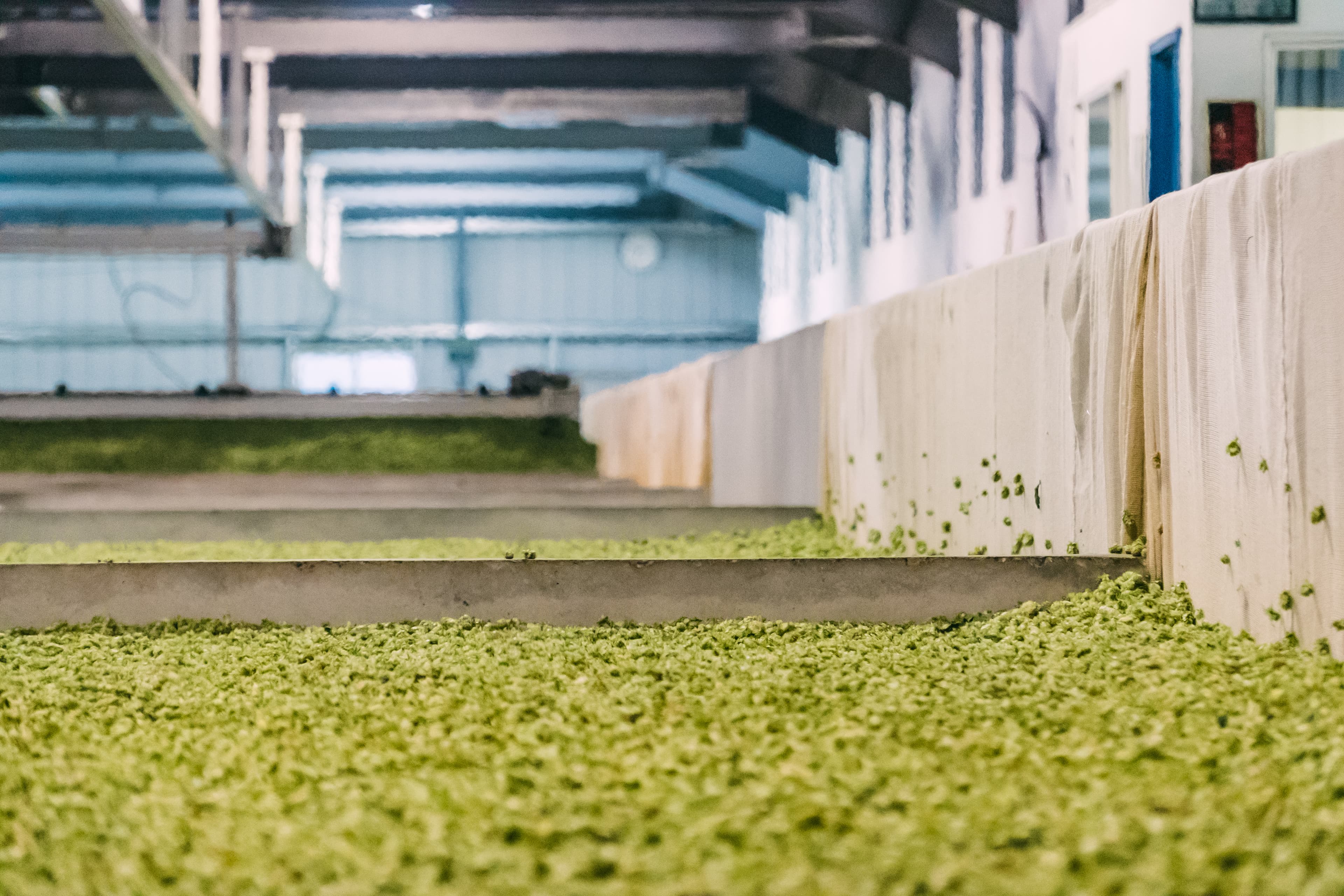 Green hop cones fill a hop kiln