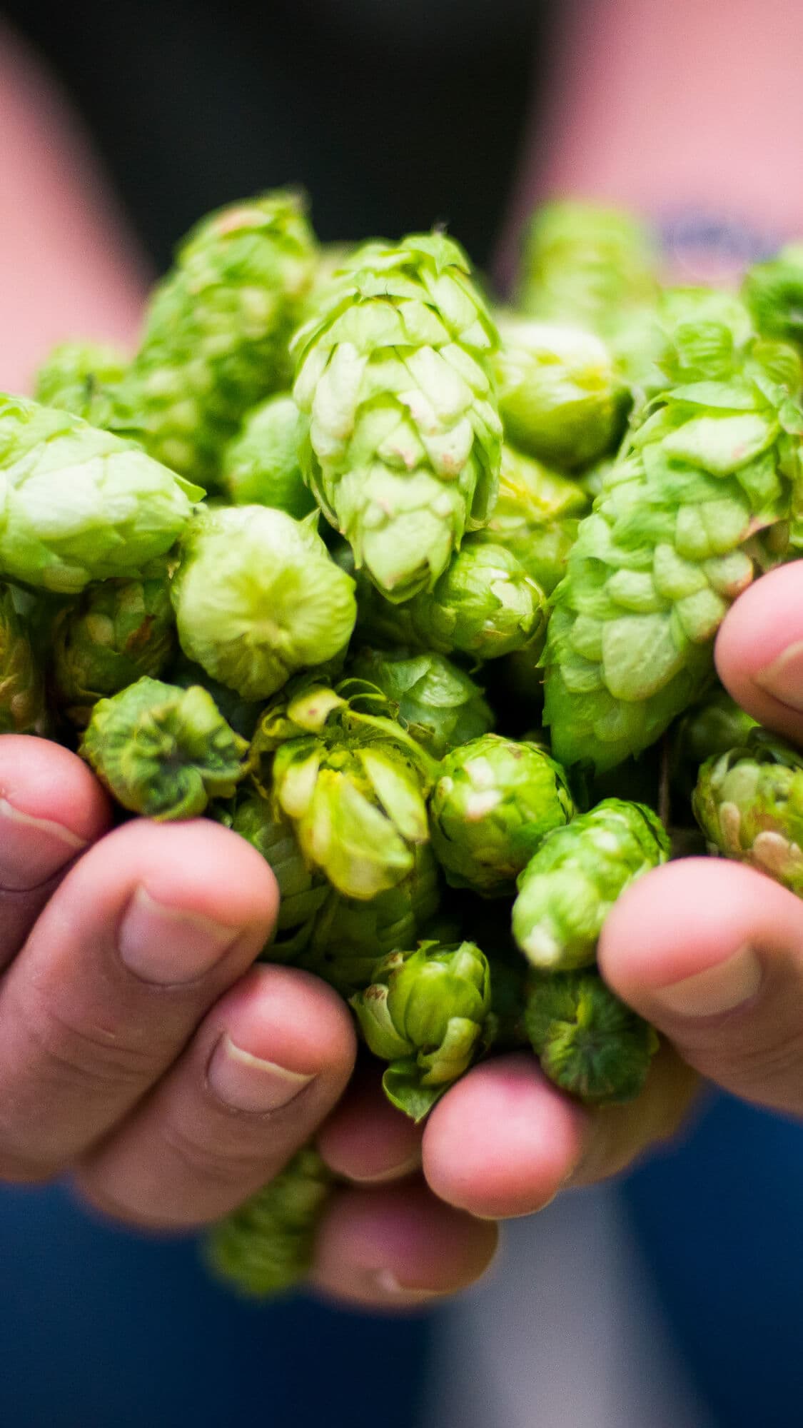 Image of growers hands holding a pile of fresh hop cones