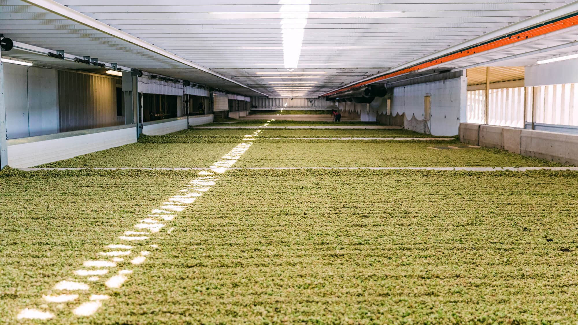 Image of a hop kiln full of hop cones