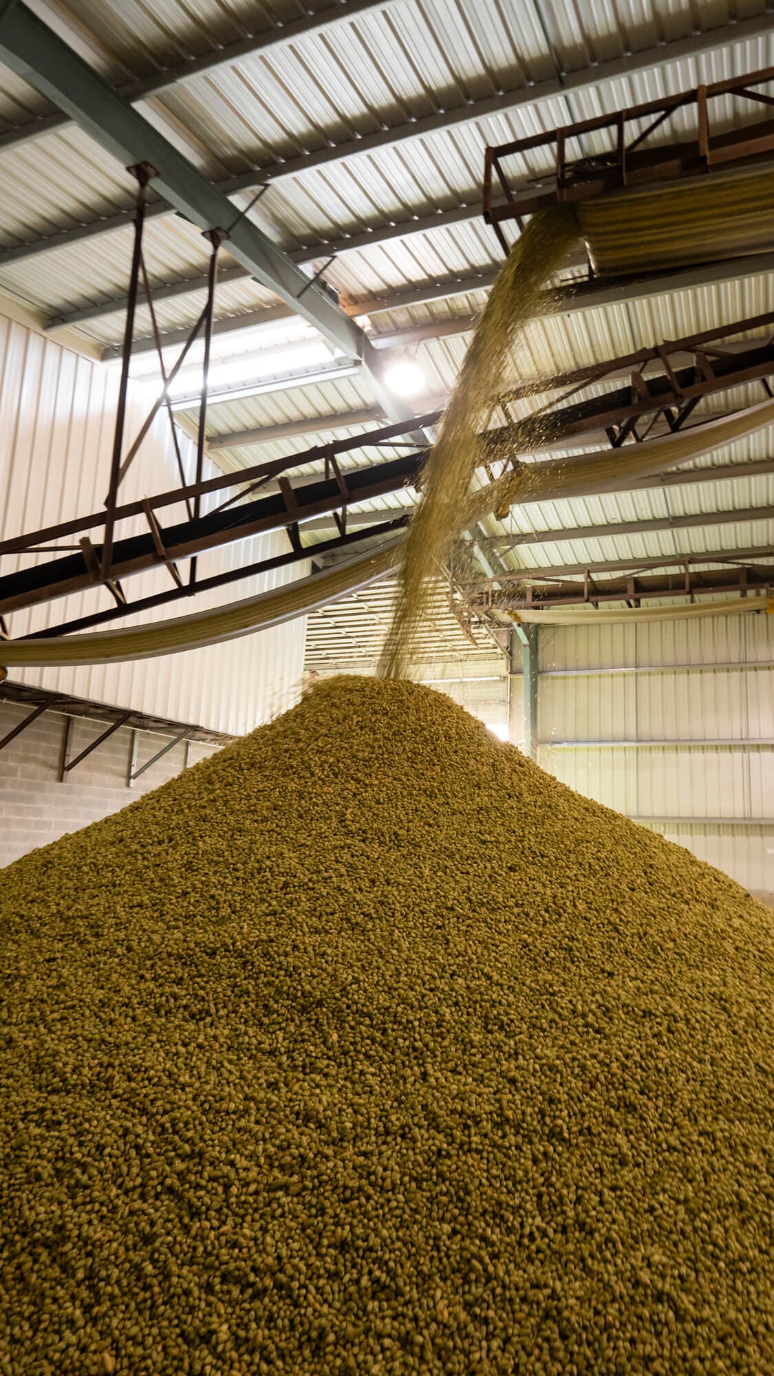 Image of sunset over hop picking facility