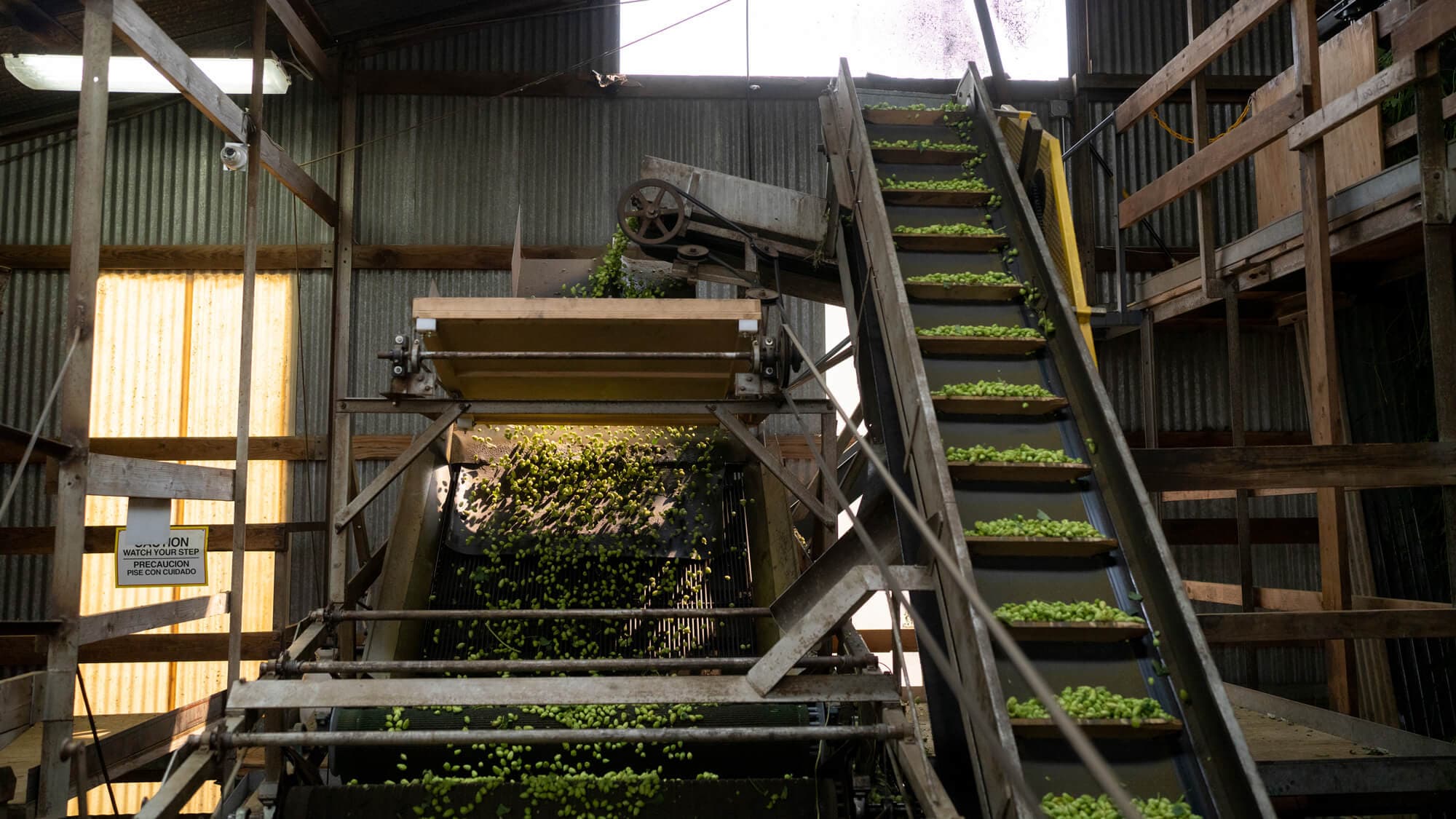 Image of a hop kiln full of hop cones
