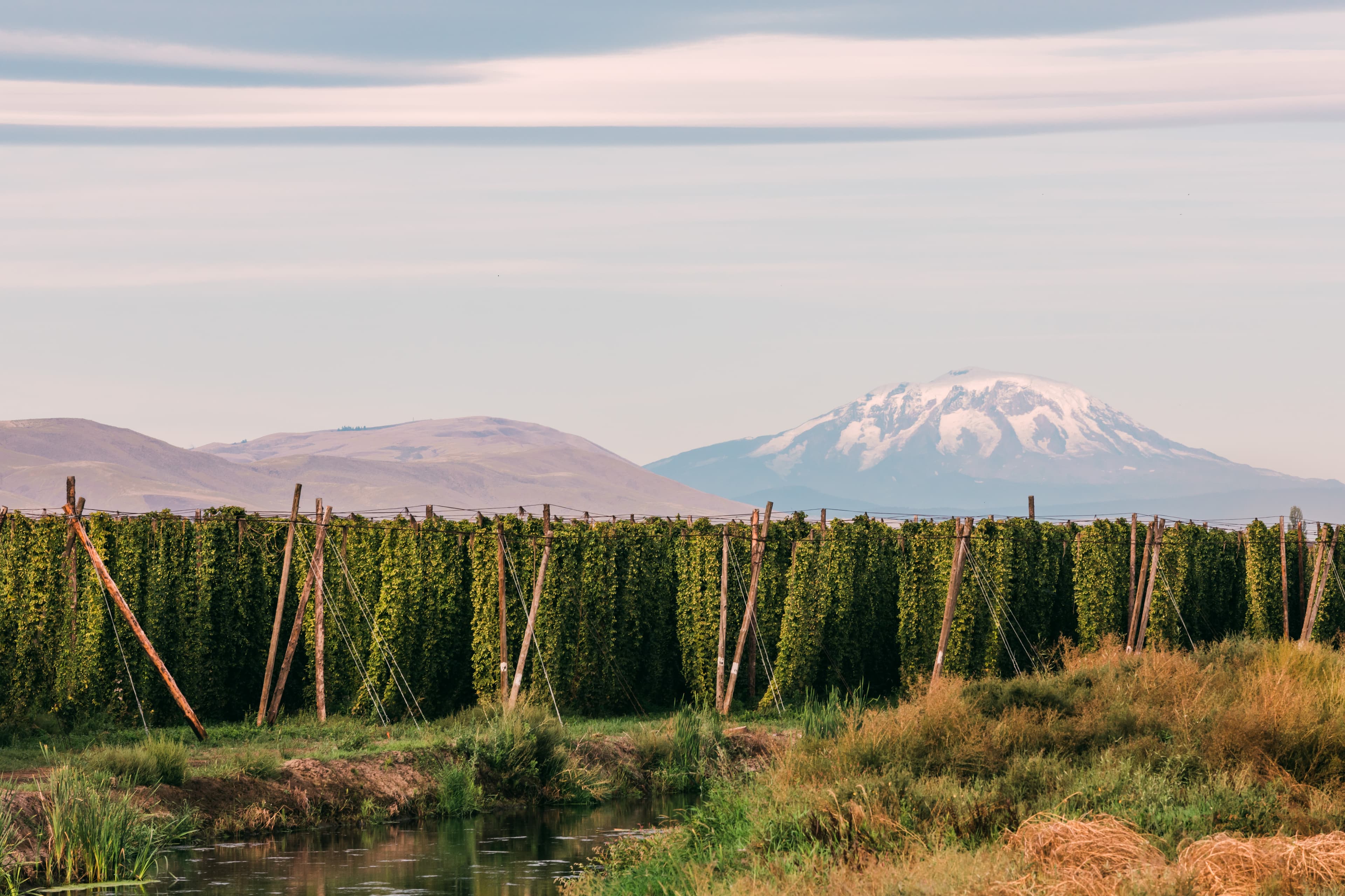 Hop fields with a water canal running through and mountain in background
