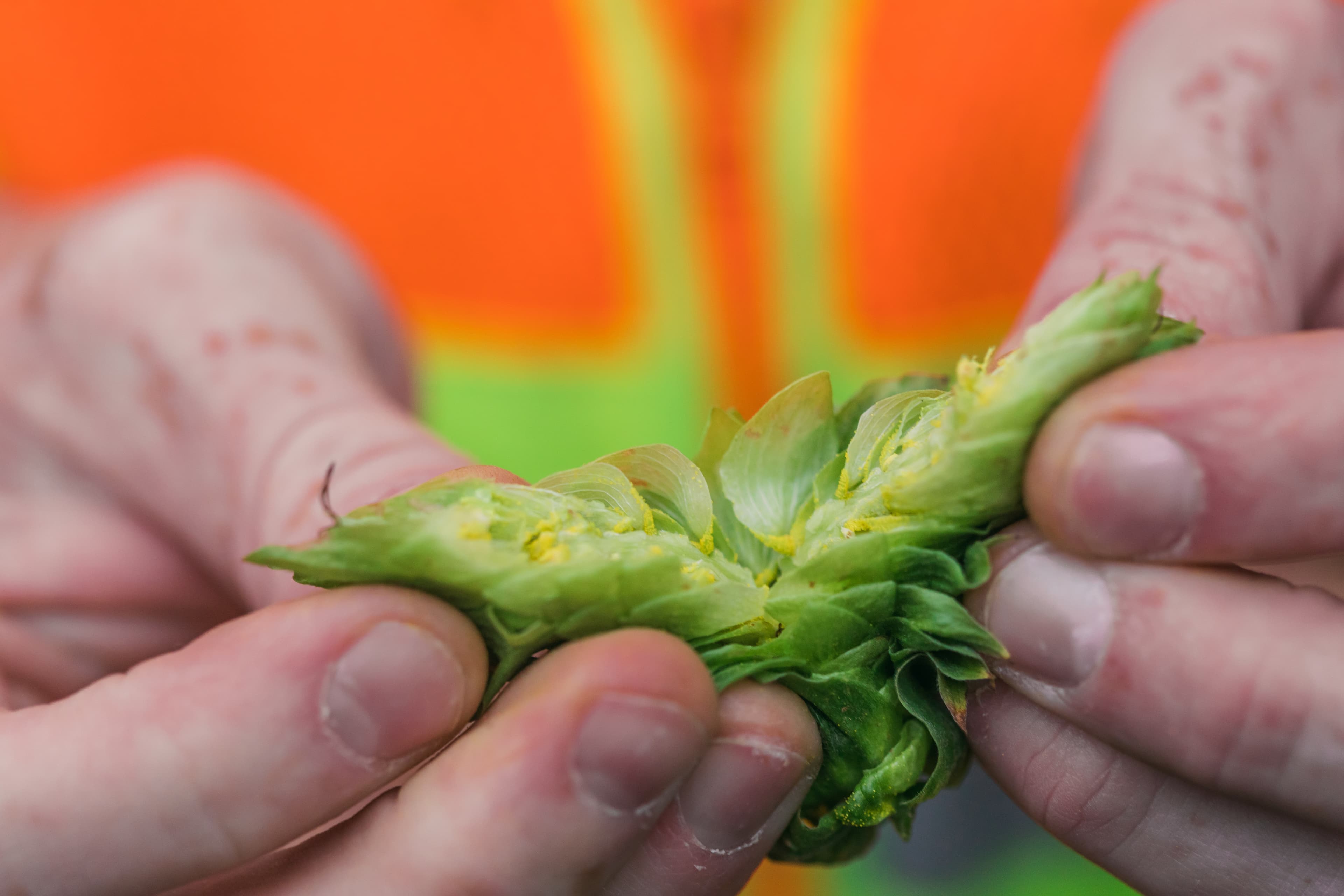Hands holding a split-open hop cone showing yellow lupulin glands
