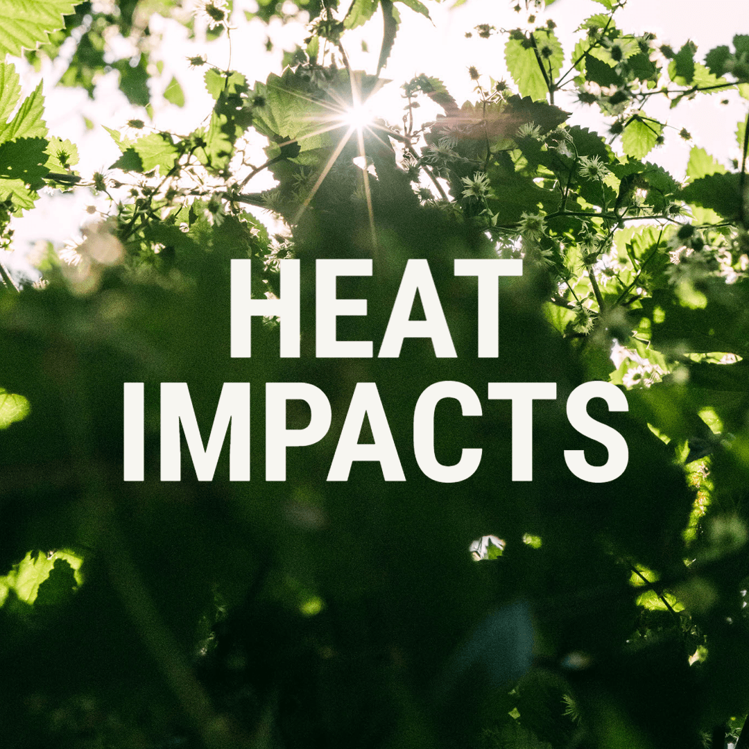 wysiwyg/HEAT_IMPACTS.png