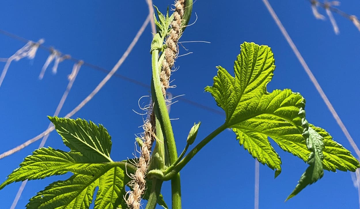 Une vigne de houblon