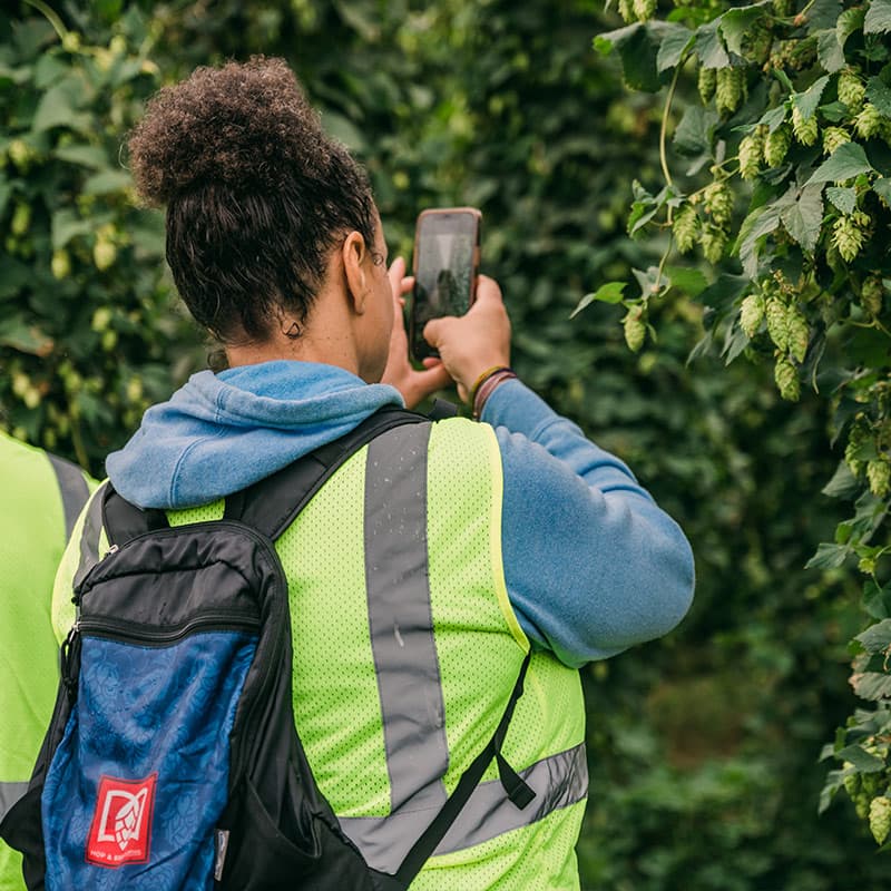 Brewer snaps a photo while standing in field of hops