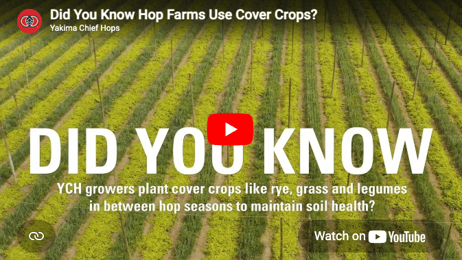 'Did You Know?' video thumbnail image of an aerial view of hop fields