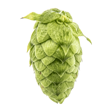 Photo of Bravo™ Brand hop cones Photo of Bravo™ Brand hop cones