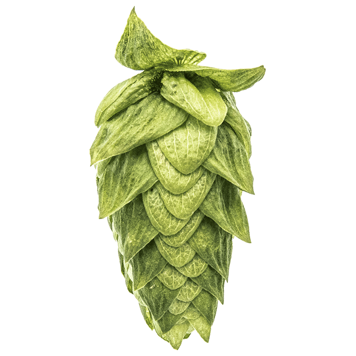 Photo of Cascade hop cones