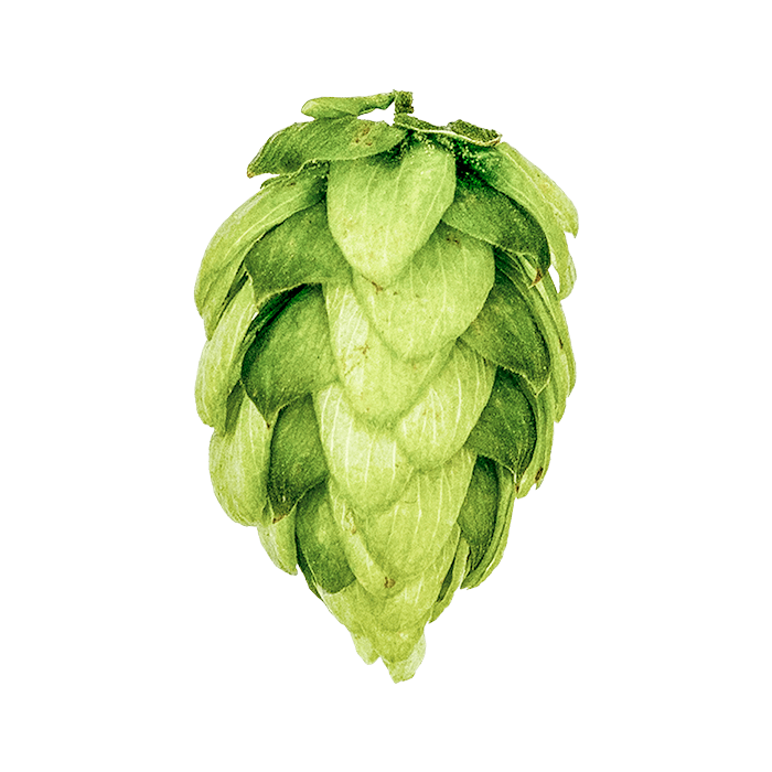 Photo of Columbia hop cones