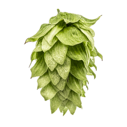 Photo of Chinook hop cones