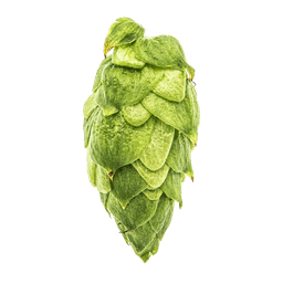 Photo of Citra® Brand hop cones