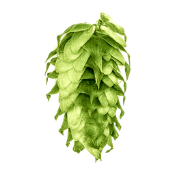 Photo of Cluster hop cones