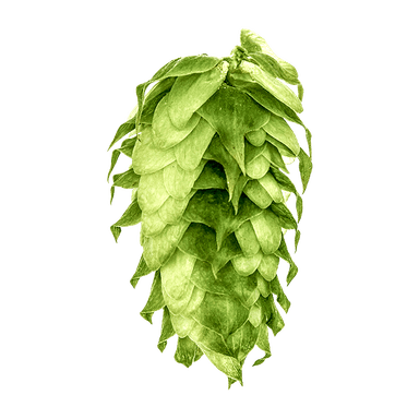Photo of Cluster hop cones Photo of Cluster hop cones