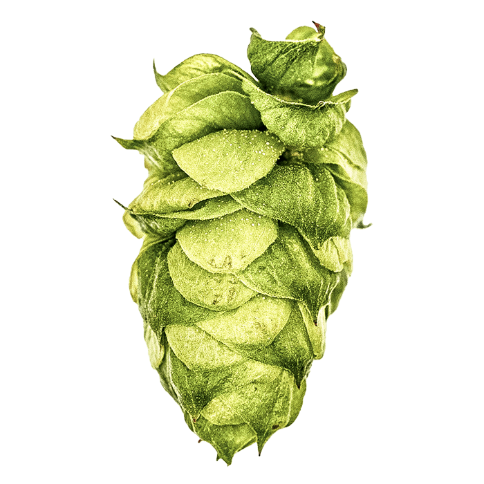 Photo of Dolcita® Brand hop cones