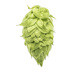 Photo of Ekuanot® Brand hop cones