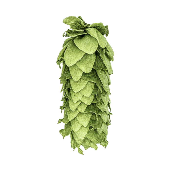 Photo of Vista hop cones