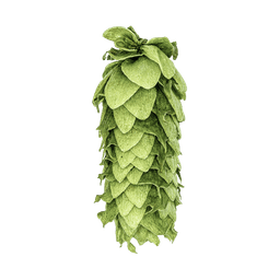 Photo of Vista hop cones