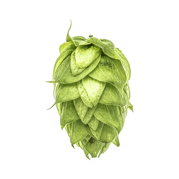 Photo of Galena hop cones