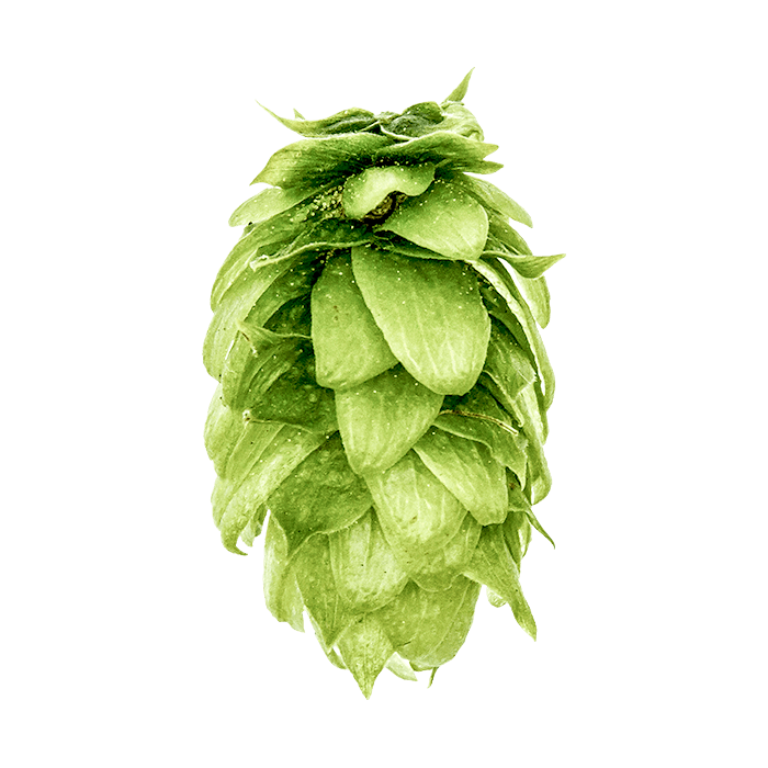 Photo of Glacier hop cones