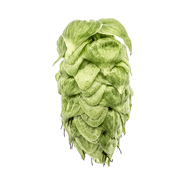 Photo of Sabro® Brand hop cones Photo of Sabro® Brand hop cones