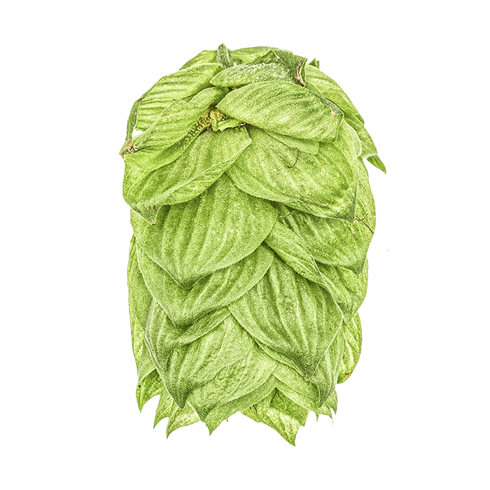 Photo of HBC 472 hop cones