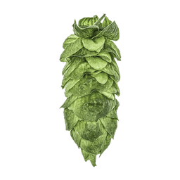 Photo of HBC 630 hop cones