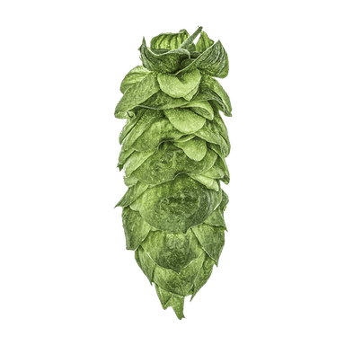 Photo of HBC 630 hop cones Photo of HBC 630 hop cones