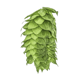 Photo of HBC 638 hop cones