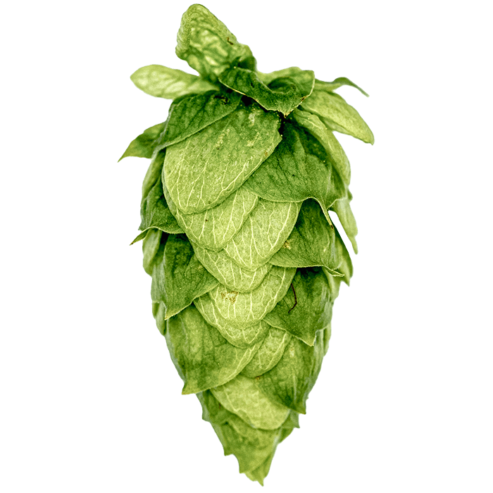 Photo of HBC 1134 hop cones