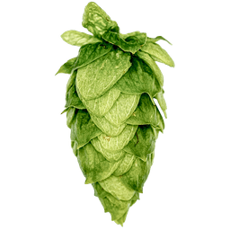 Photo of HBC 1134 hop cones