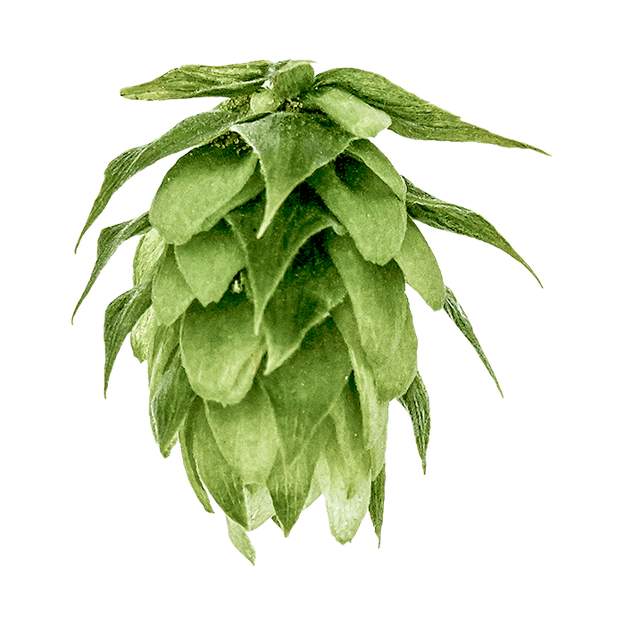 Photo of Liberty hop cones