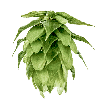 Photo of Liberty hop cones Photo of Liberty hop cones