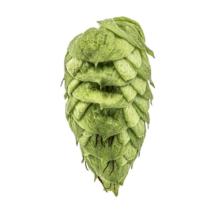Photo of Millennium hop cones