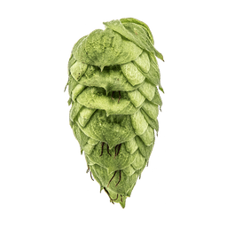 Photo of Millennium hop cones