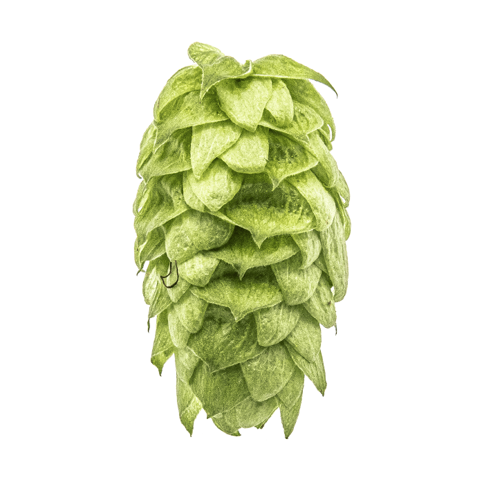 cone