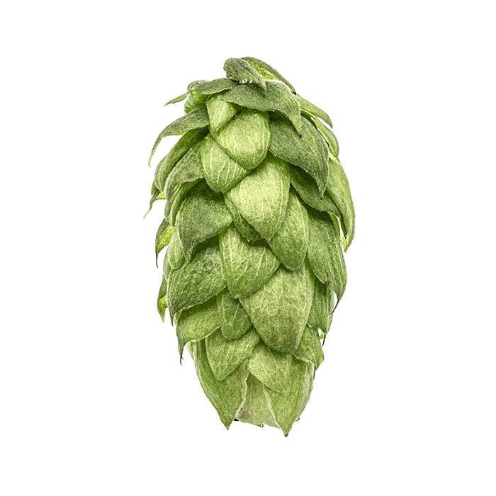 Photo of Mt. Hood hop cones