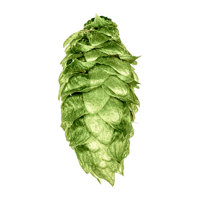 Photo of Mt. Rainier hop cones