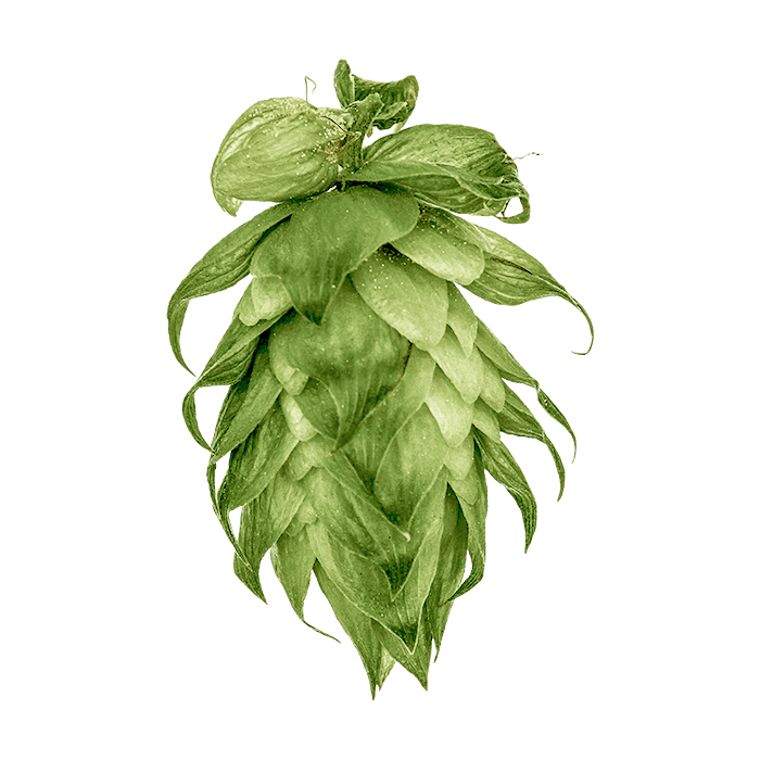 Photo of Newport hop cones