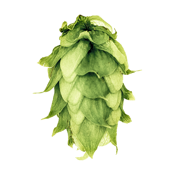 Photo of Olympic hop cones