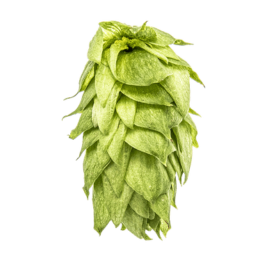 Photo of Palisade® Brand hop cones Photo of Palisade® Brand hop cones