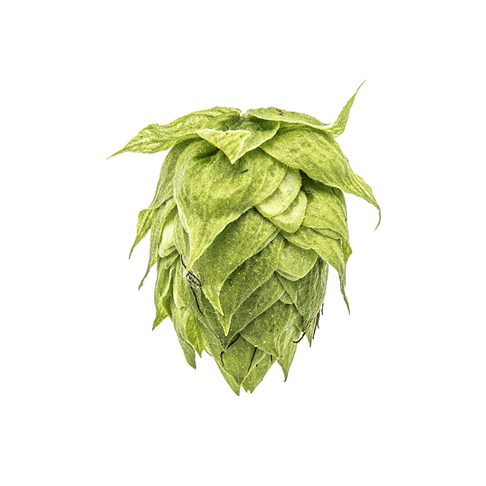 Photo of Pekko® Brand hop cones