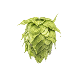 Photo of Pekko® Brand hop cones