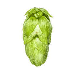 Photo of Rakau™ Brand hop cones